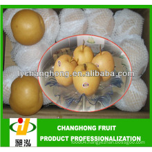 China Singo pear/Chinese Fengshui Pear